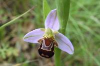 Ophrys holosericea