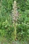 Himantoglossum hircinum