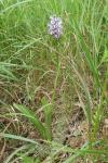 Orchis simia