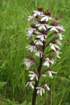 Orchis purpurea