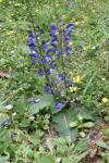 Salvia pratensis
