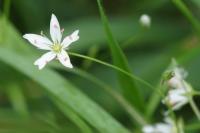 Stellaria graminea