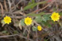 Blackstonia perfoliata