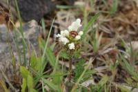 Prunella laciniata