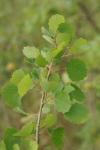 Populus tremula