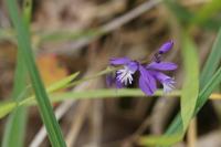 Polygala vulgaris