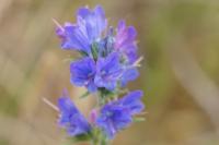 Echium vulgare