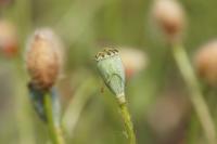 Papaver dubium