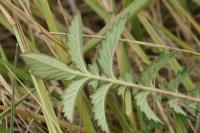 Agrimonia eupatoria