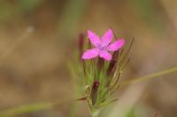 Dianthus armeria