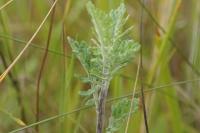 Jacobaea erucifolia