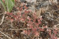 Sedum rubens