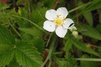 Fragaria vesca
