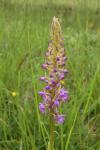 Gymnadenia conopsea