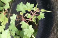 Geranium rotundifolium
