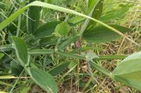 Lathyrus latifolius