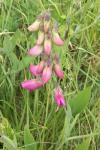 Lathyrus latifolius