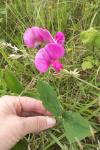 Lathyrus latifolius