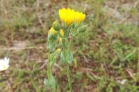 Blackstonia perfoliata