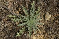 Carlina vulgaris