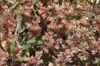 Sedum rubens
