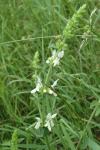 Stachys recta