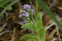 Veronica officinalis