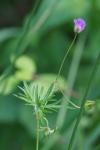 Geranium columbinum