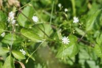 Stellaria graminea