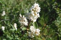 Ligustrum vulgare
