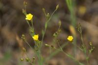Linum trigynum
