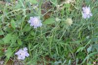 Knautia arvensis