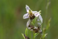Ophrys apifera