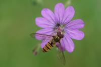 Geranium molle