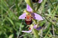 Ophrys apifera