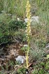 Orchis anthropophora
