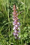 Gymnadenia conopsea