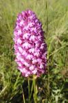 Anacamptis pyramidalis