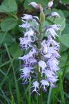 Orchis simia