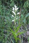 Cephalanthera longifolia