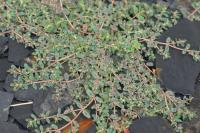 Euphorbia maculata