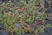 Portulaca oleracea