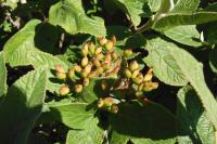 Viburnum lantana