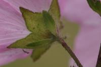 Malva alcea