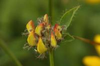 Lotus pedunculatus