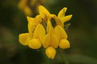 Lotus pedunculatus