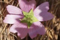 Malva moschata