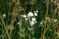 Achillea ptarmica