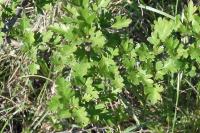 Crataegus monogyna