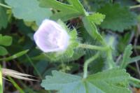 Malva setigera